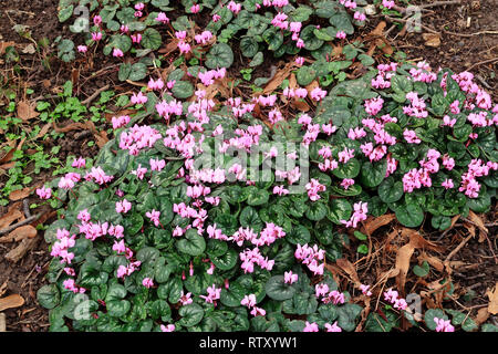 A cluster of Cyclamen Corum in a garden scene Stock Photo Alamy