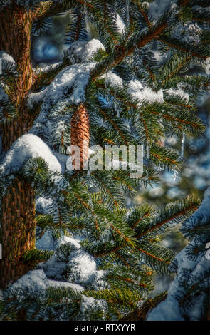 Fir cone on fir branch with melting snow and icicles Stock Photo