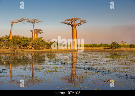 Beautiful Baobab trees at sunset at the avenue of the baobabs in Madagascar Stock Photo