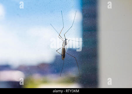 Mosquito Crane Fly on window screen close-up Stock Photo