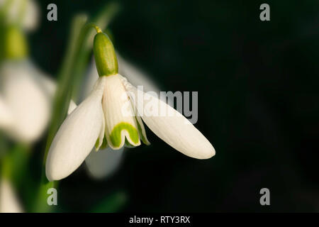 Beautiful snowdrop wild flowers close up against a dark background. Fabulous detail in macro of white petals at eye level Stock Photo