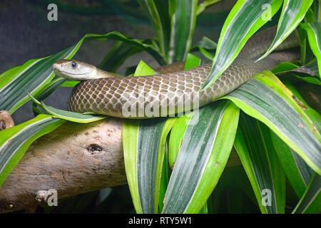 Black Mamba Snake Scales 23 – Pattern Crew