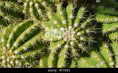 Close-up photograph of the patterns and thorns of a cactus plant in the Sonoran Desert of Tucson, Arizona. Stock Photo