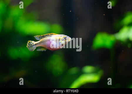 Pelvicachromis pulcher, krib, common krib, red krib, super-red krib and ...