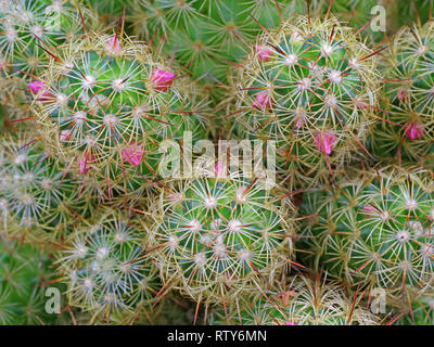 Close up, top view of cactus with pink blossoms as background Stock Photo