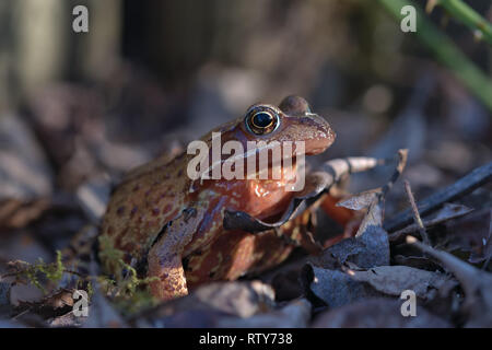 Common Frog Stock Photo