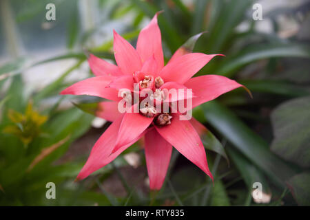 16th Feb 2019. Botanical palm House Belfast. Bromeliad Flower in bloom Stock Photo