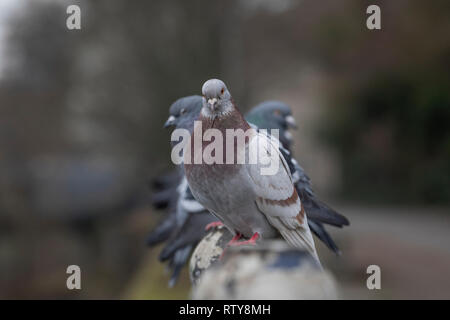 Pigeons and doves constitute the animal family Columbidae and the order Columbiformes, which includes about 42 genera and 310 species. They are stout- Stock Photo