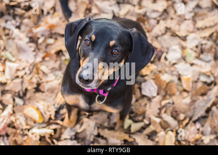 Cute black brown dog sitting in fallen leaves