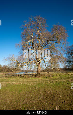 London Plane Tree Stock Photo