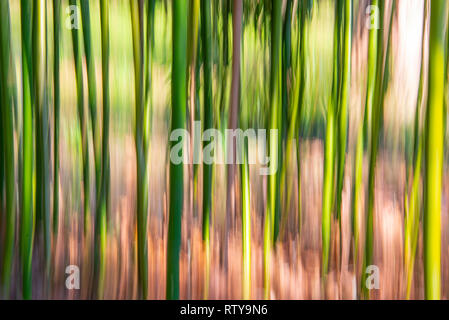 Abstract bamboo forest background, vertical motion blur Stock Photo