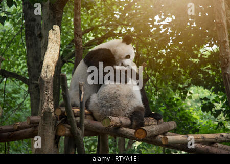 panda sits in the forest and eats bamboo Stock Photo