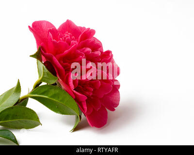 Single bloom of the peony centred Camellia x williamsii 'Anticipation' on a white background Stock Photo