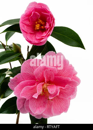 Open and opening blooms of the semi-double Camellia x williamsii 'Donation' on a white background Stock Photo