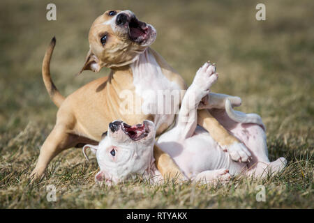 American Pit Bull Terrier puppies playing Stock Photo