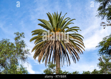 Beautiful palm tree with its fruits, dates, with blue sky Stock Photo