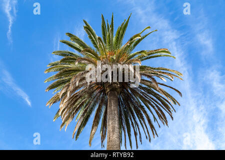 Beautiful palm tree with its fruits, dates, with blue sky Stock Photo