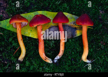 Four scarlet waxy cap mushrooms on a bed of moss, with a bay laurel leaf. Stock Photo