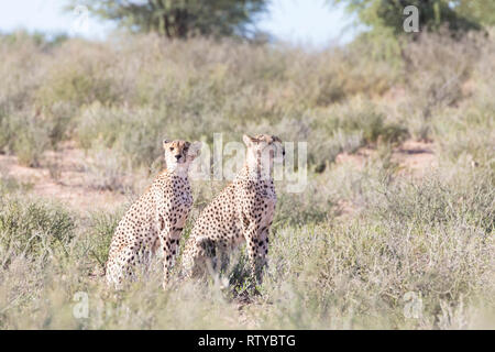 Cheetah, Acinonyx jubatus, Kgalagadi Transfrontier Park, Northern Cape, South Africa. Two young brothers sitting together, alert, hunting, natural hab Stock Photo