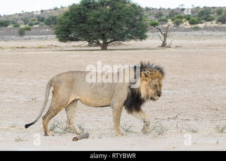 Kalahari Lion, Panthera Leo, Kgalagadi Transfrontier Park, Northern Cape, South Africa. Old scarred male walking along  dry Nossob River Stock Photo