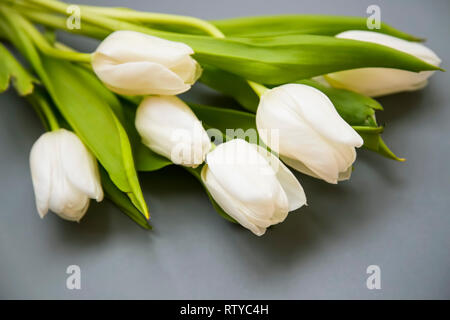 White tulips flowers bouquet on grey background, spring beautiful flowers bouquet Stock Photo
