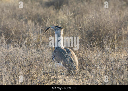 Kori Bustard (Ardeotis kori), Kgalagadi Transfrontier park, Northern Cape, South Africa with lizard prey at dawn, backlit Stock Photo