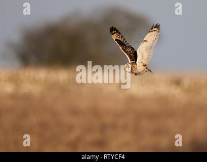 A wild Short Eared Owl (Asio Flammeus) carrying a vole in it's talons over Cotswolds grasslands,  Gloucestershire Stock Photo