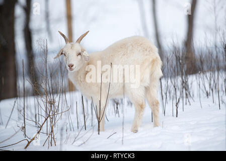 Kiko Goats in Winter Stock Photo