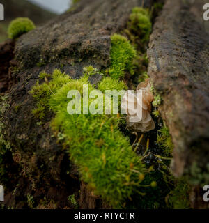Small white papery fungi growing on a dead tree branch (likely Auricularia mesenterica, Tripe Fungus), UK Stock Photo