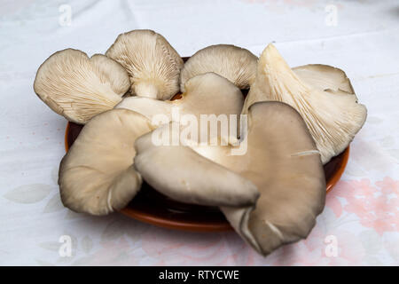 Oyster mushroom, edible, meaty and of good taste appreciated in gastronomy Stock Photo