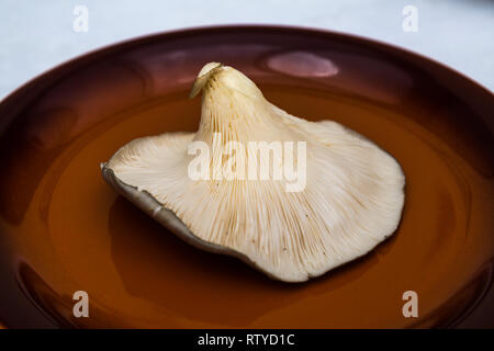 Oyster mushroom, edible, meaty and of good taste appreciated in gastronomy Stock Photo