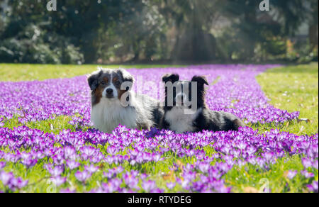 Two Miniature American Shepherd (Mini-Aussie) dogs, blue merle and black bi-color, lying in a purple flowering crocus meadow in spring, Germany Stock Photo
