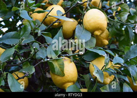 Fresh lemons on a full lemon tree Stock Photo