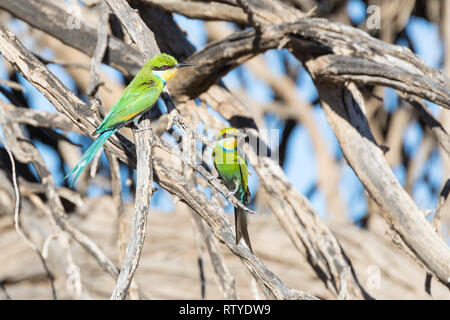 Swallow-Tailed Bee-Eater, Merops hirundineus, Kgalagadi Transfrontier Park, Northern Cape, South Africa perched tree,  Juvenile and adult with insect  Stock Photo