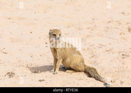 Yellow mongoose, Cynictis penicillata,  (also known as Red Meerkat) sitting on sand, Northern Cape, Kalahari, South Africa Stock Photo