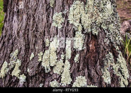 Scars, barks and textures of eucalyptus trees Stock Photo