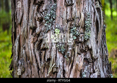 Scars, barks and textures of eucalyptus trees Stock Photo