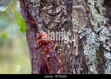 Scars, barks and textures of eucalyptus trees Stock Photo