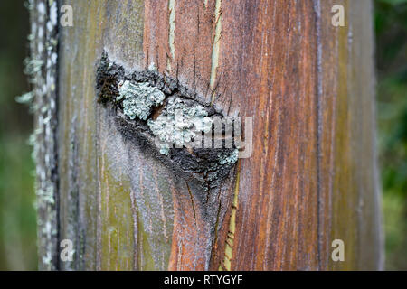 Scars, barks and textures of eucalyptus trees Stock Photo