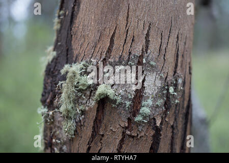 Scars, barks and textures of eucalyptus trees Stock Photo