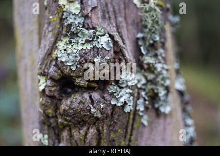 Scars, barks and textures of eucalyptus trees Stock Photo