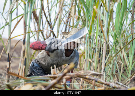 St. Elizabeth / Jamaica - February 2019: A worker labouring hard in the cane fields to harvest sugar cane at Siloah, St. Elizabeth, Jamaica Stock Photo