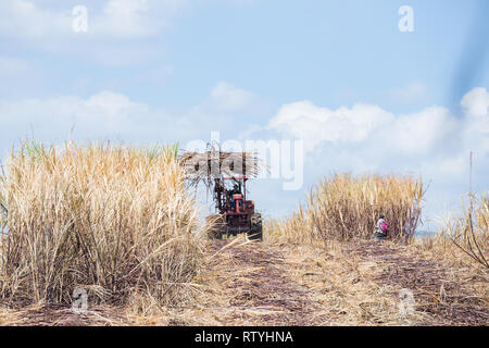 St. Elizabeth / Jamaica - February 2019: A tractor and a labourer hard at work in the fields harvesting Sugar cane at Siloah, St. Elizabeth, Jamaica Stock Photo