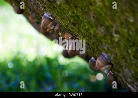 Snails hanging from a rock Stock Photo