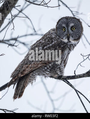 Great grey owl perching on a tree branch surveying the field in freezing rain, Ottawa, Canada Stock Photo