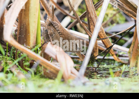 Wren Troglodytes troglodytes looking for food in winter garden pond Scotland uk Stock Photo
