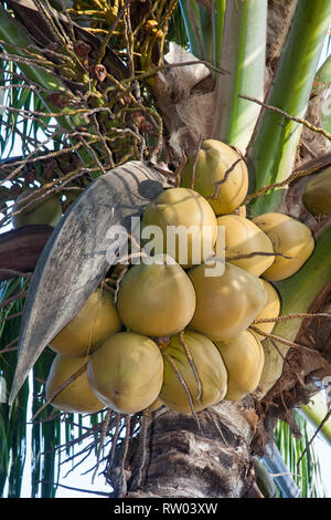 Coconut trees on the beach of Rangbeach, Danang,Vietnam, Asia Stock Photo