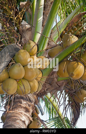 Coconut trees on the beach of Rangbeach, Danang,Vietnam, Asia Stock Photo