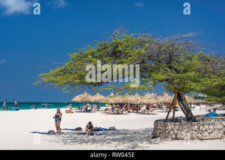 Beach view showing Divi Divi tree, Eagle Beach, Oranjestad District, Aruba, ABC Islands, Leeward Antilles, Caribbean Stock Photo