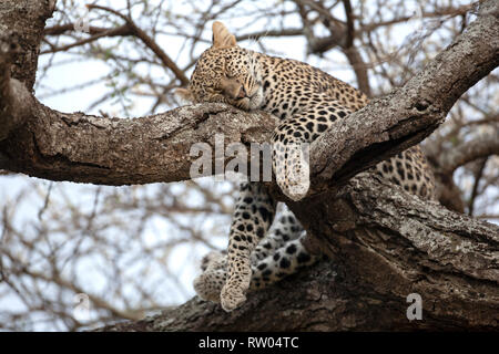 Leopard Panthera pardus sleeping in the forked branches of a large tree in the heat of the day in Ndutu Tanzania, East Africa Stock Photo
